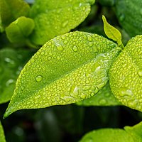 Patrizia Luraschi – Натуральное средство от вредителей растений