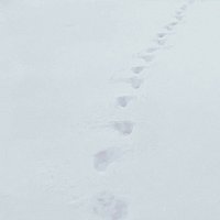 VovaZiLvova, SUROV – ?????? ?? ????? ????
