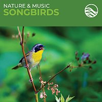 Brian Hardin – Nature & Music: Songbirds