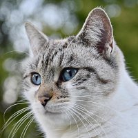 Patrizia Luraschi – Eight Things You Shouldn't Do to Your Cat