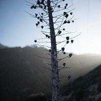 Feverkin – Dead Branch