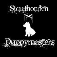 Straathonden – Puppymasters