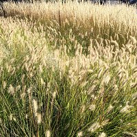 Přední strana obalu CD Alone Again