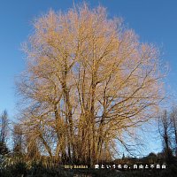 Billy Banban – Aitoiunano, Jiyuto Fujiyu