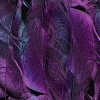 Noa – Purple