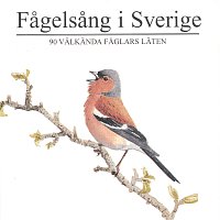 90 valkanda faglars laten – Fagelsang i Sverige