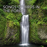 IASONAS – Songs Of Birds In The Forest