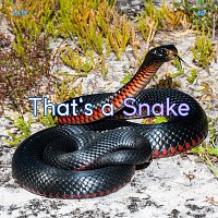 Late 80 – That’s a Snake