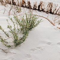 Přední strana obalu CD Corndogs