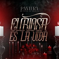Pantera De Culiacan Sinaloa – Curiosa Es La Vida