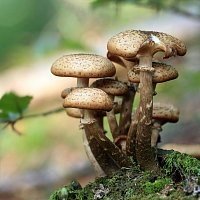 Patrizia Luraschi – Come far nascere funghi in casa
