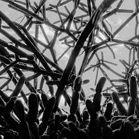 Přední strana obalu CD Honeycomb