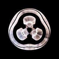 Chimaira – Trigger Finger