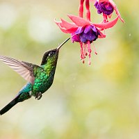 Hummingbird