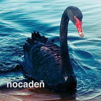 Nocadeň – Nestrielajte do labuti