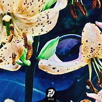 The Gardener – Autumnal Tears