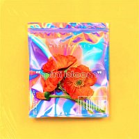 MisterWives – mini bloom