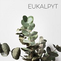 Relaxační Hudební Zóna – Eukalypt