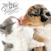 The Alfee – Ikiyou [C/w I Love You (Live Version)]