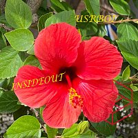 Přední strana obalu CD Insideout