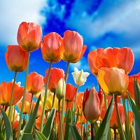 Patrizia Luraschi – Comment bien planter des tulipes