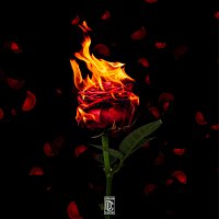 Tafia – Roses