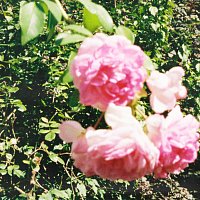 JEREMIAS – Julia