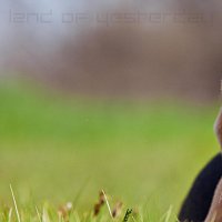 Streamlined Strain – Land Of Yesterday