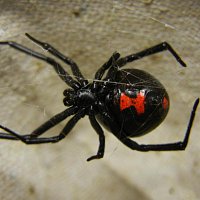 Black Widow – Black Widow