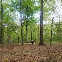 Přední strana obalu CD The Husband Type