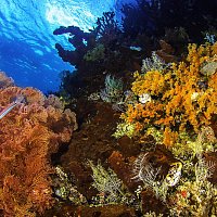 Přední strana obalu CD Simple Visions