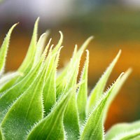 Přední strana obalu CD Wrong Madness