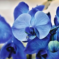 Patrizia Luraschi – Wie man eine getrocknete Orchidee wieder zum Leben erweckt