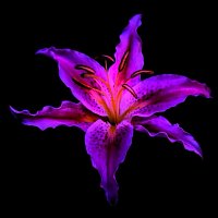 Bisnishack – Crashing