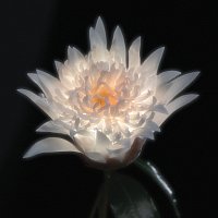 Telenova – Time Is A Flower [Deluxe]
