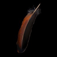 Phillip Boa And The Voodooclub – Hair incl. The Honeymoon Files [Re-Edition 2025]