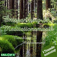Entspannung und Meditiation – Leben im Wald - ( Entspannung und Meditiation )