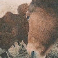 Přední strana obalu CD Wild One