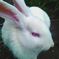 Přední strana obalu CD kin