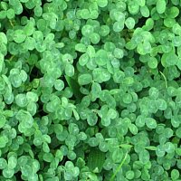 Přední strana obalu CD Kleeblatt