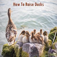 How to Raise Ducks