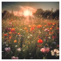 Lemos, Cinthya Garcia – In Full Bloom