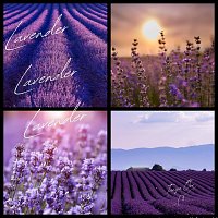 Tanya Orr – Lavender Lavender Lavender