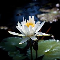 Přední strana obalu CD Solace