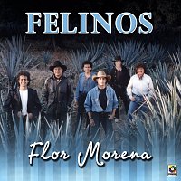Los Felinos – Flor Morena