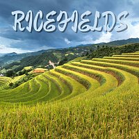 Golden Dragon – Ricefields
