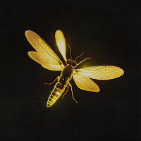 Přední strana obalu CD 29 NOVEMBRE