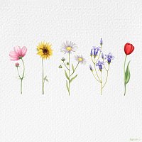 Přední strana obalu CD wildflower