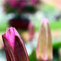 Přední strana obalu CD Chill Waves