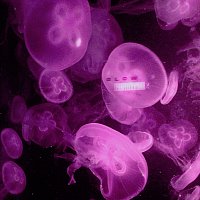 7Apes – Glow